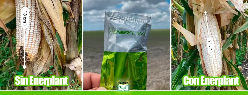 Enerplant en polvo 20g                  